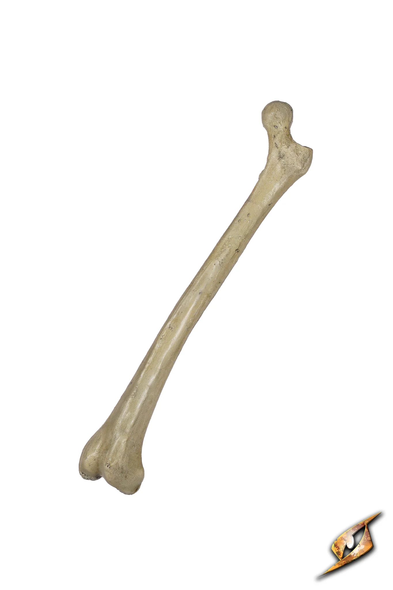Thigh Bone - Image 8
